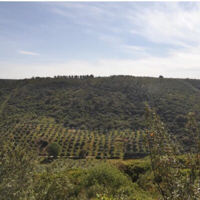 Olivos variedad Cornicabra