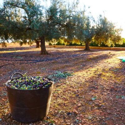 Recogida del fruto